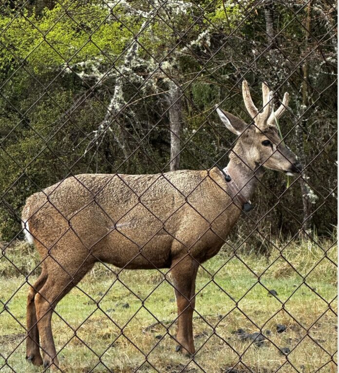 Huemul